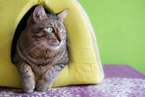 A cat relaxing in a cushion igloo.