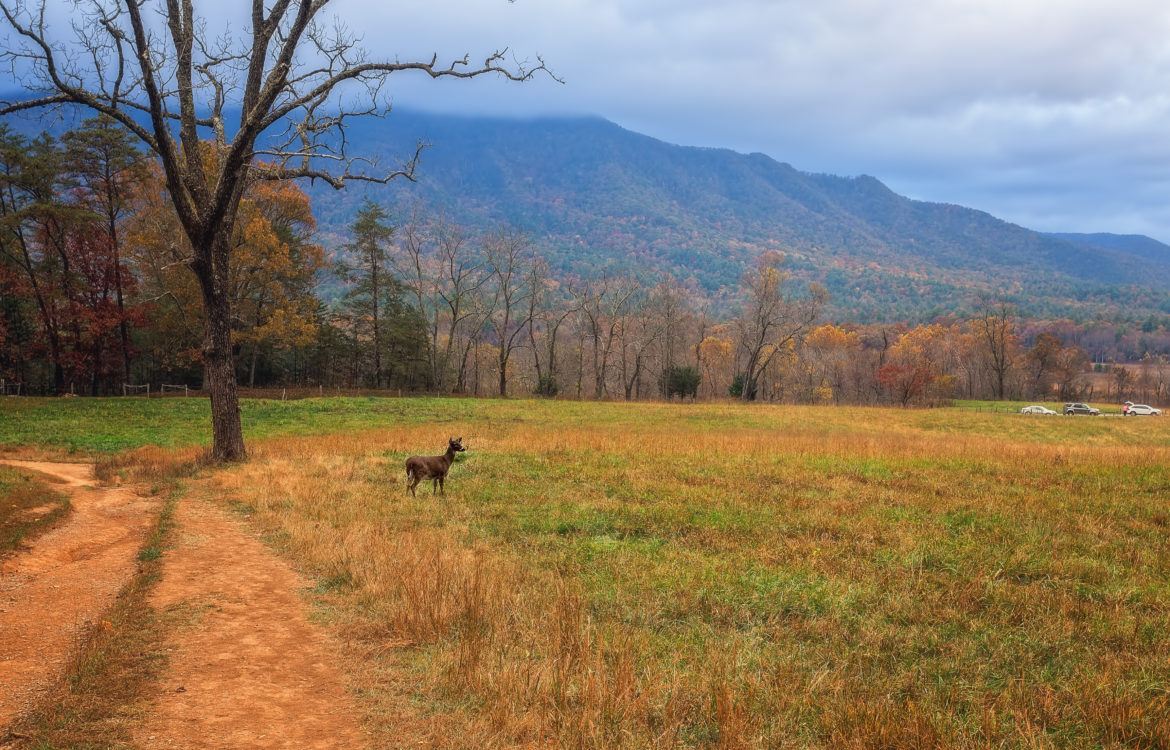 Cades Cove near Willow Brook Lodge in Pigeon Forge TN
