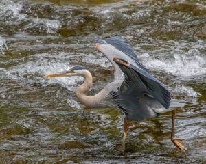 River Wildlife in Pigeon Forge at Willow Brook Lodge